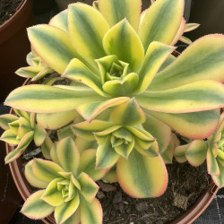 Aeonium florescens