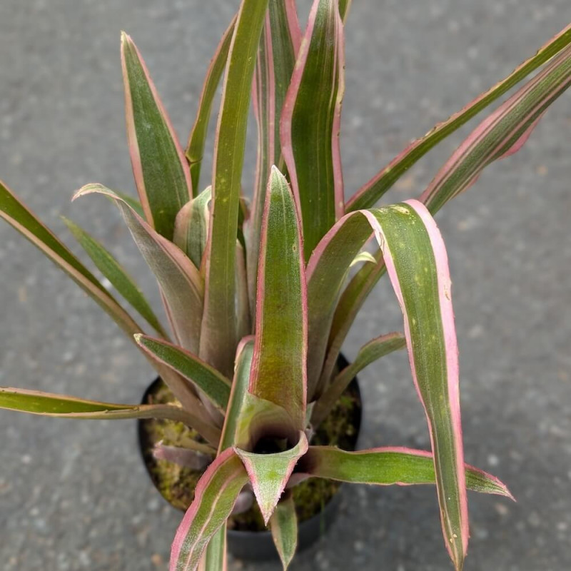 Billbergia nutans variegata Billbergia nutans variegata