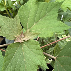 Gossypium thurberi, coton du désert