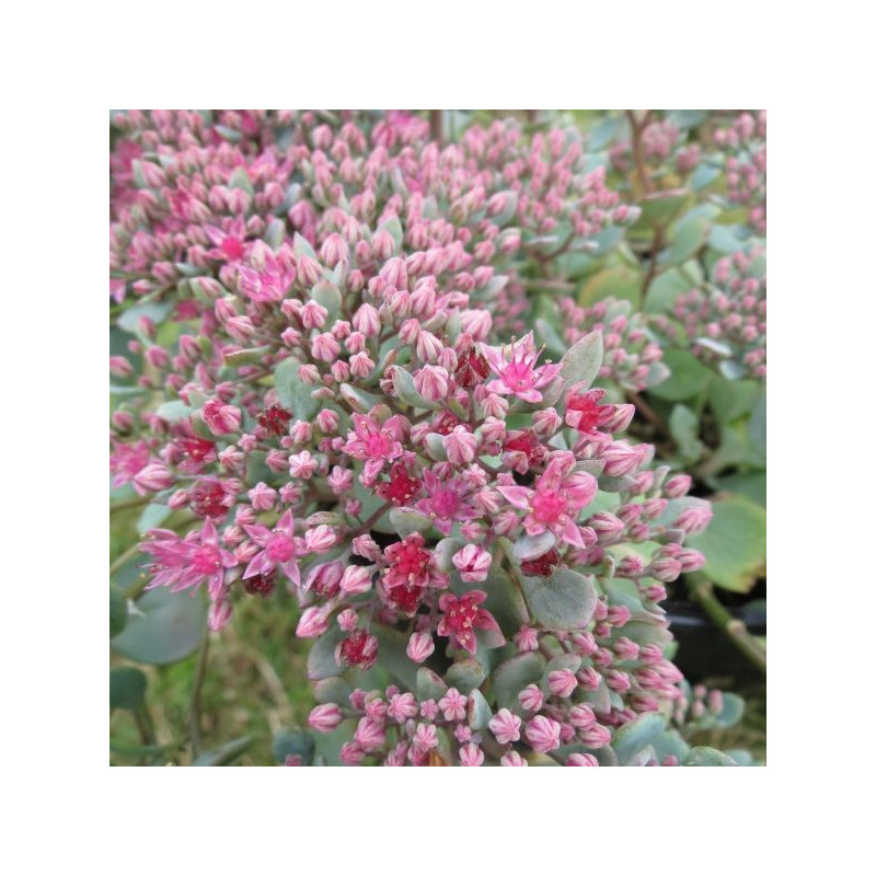 Sedum spurium 'fuldaglut'