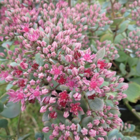 Sedum spurium 'fuldaglut'