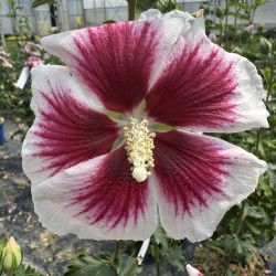 Hibiscus Hibisa® Blanco