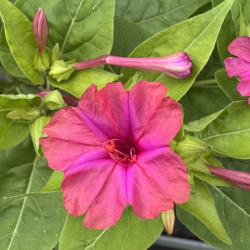 Mirabilia jalapa rosea