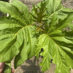 Solanum chrysotrichum