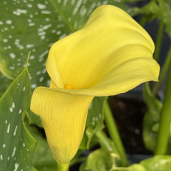 Zantedeschia elliottiana Black Magic