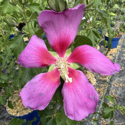 Hibiscus Hibisa® Parma