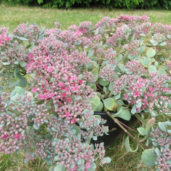 Sedum spurium 'fuldaglut'