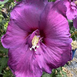 Hibiscus Hibisa® Sangria