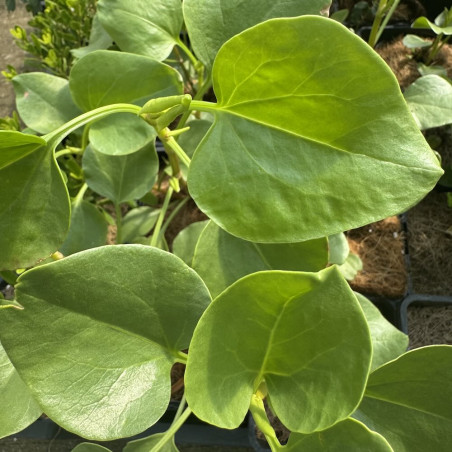Rumex lunaria