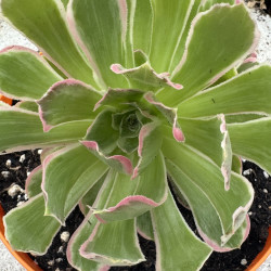Aeonium Huansha