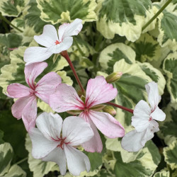 Pelargonium Mrs JC Mappin