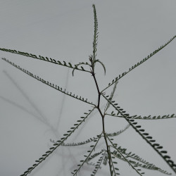 Parkinsonia aculeata, épine de Jérusalem