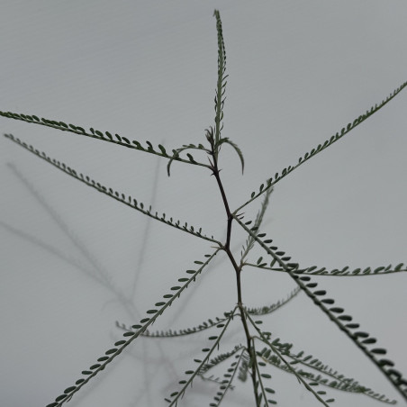 Parkinsonia aculeata, épine de Jérusalem