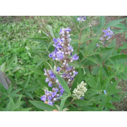 Vitex agnus castus