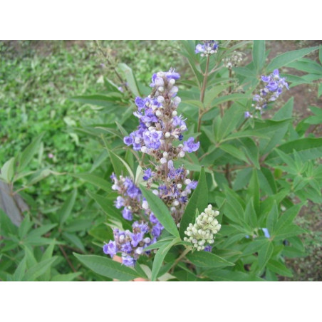 Vitex agnus castus