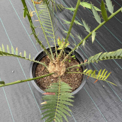Encephalartos lebomboensis