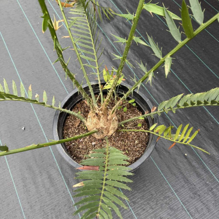 Encephalartos lebomboensis