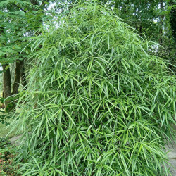 Pittosporum illicioides var. angustifolia