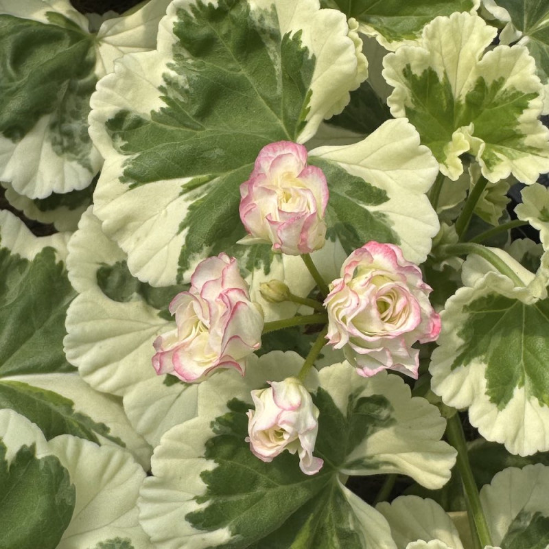Pelargonium Westdale Appleblossom Pelargonium Westdale Appleblossom