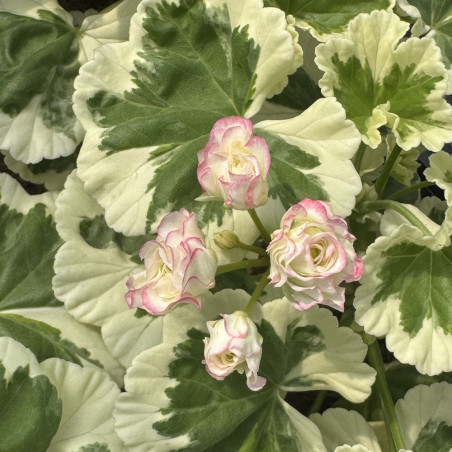 Pelargonium Westdale Appleblossom