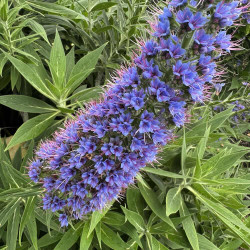 Echium candicans