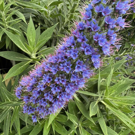 Echium candicans