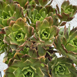 Aeonium Bronze Medal