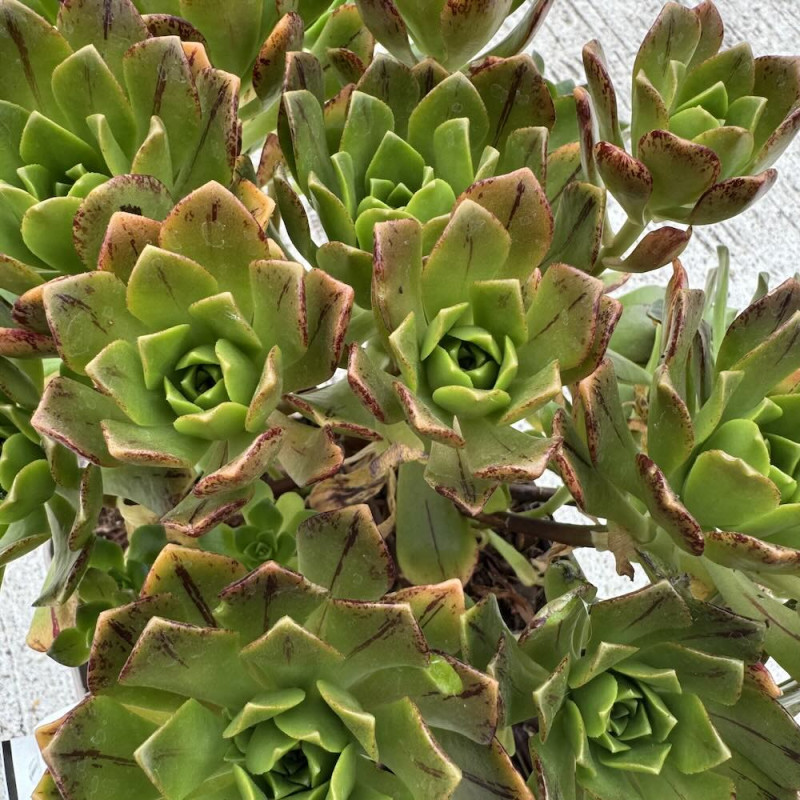 Aeonium Bronze Medal Aeonium Bronze Medal