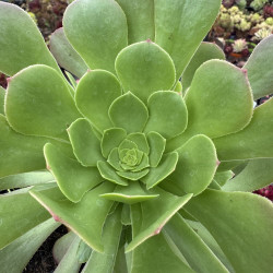 Aeonium Kerloï