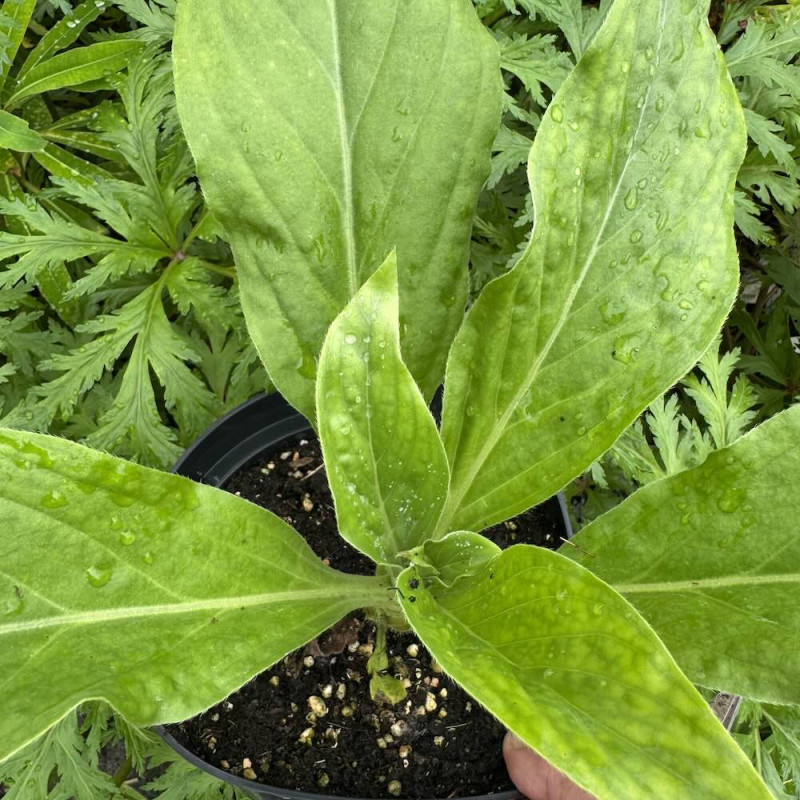 Echium simplex Echium simplex