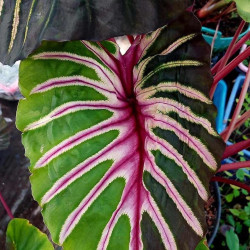 Colocasia Magamaser
