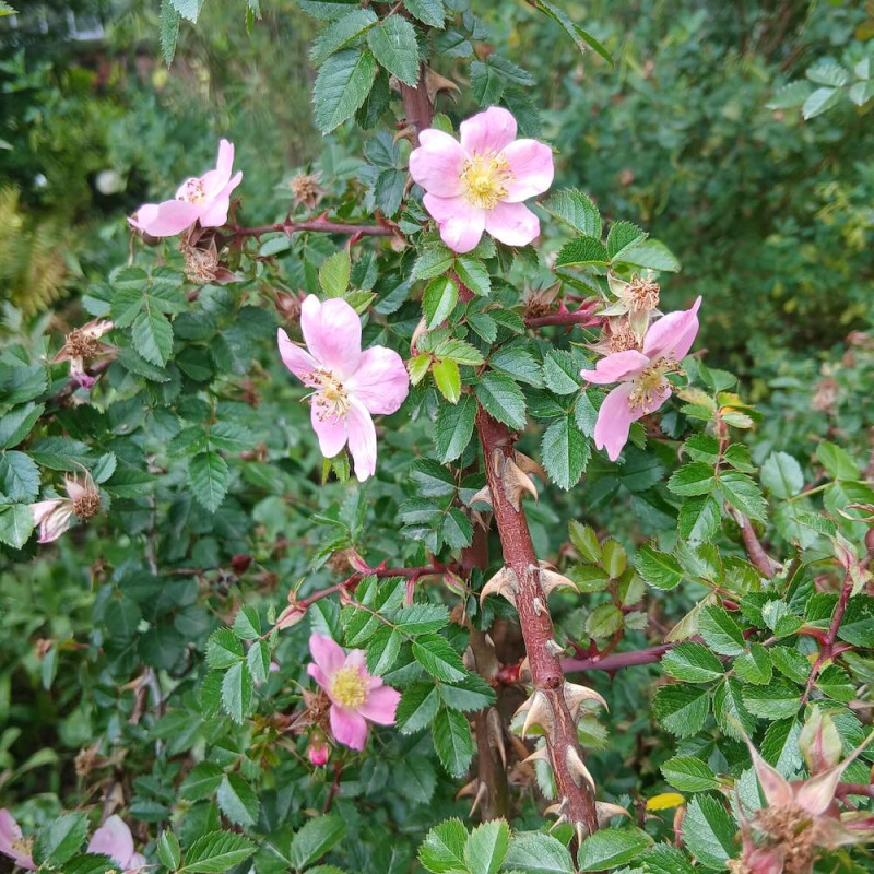 Rosa serafini Rosa serafini