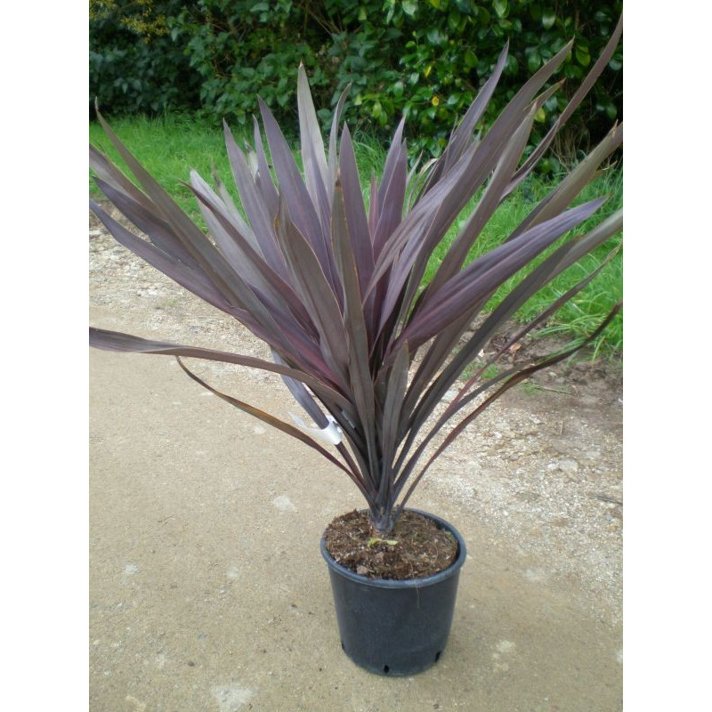 Cordyline australis atropurpurea