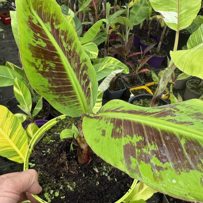Musa Dwarf Mongee Musa Dwarf Mongee