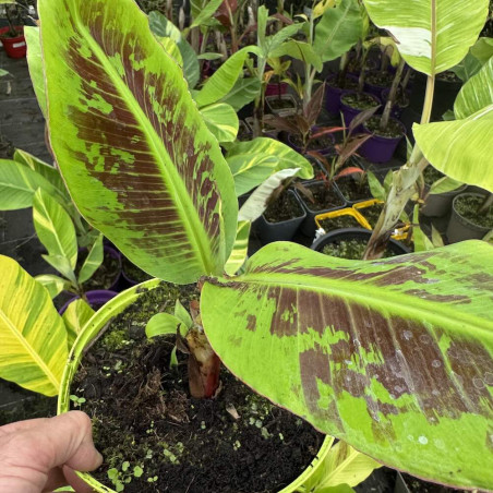 Musa Dwarf Mongee