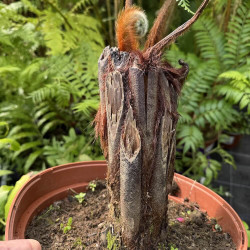 Dicksonia blumei