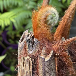Dicksonia blumei