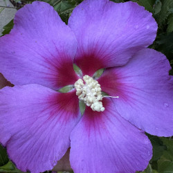 Hibiscus Hibisa® Parma