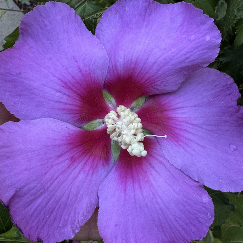 Hibiscus Hibisa® Parma Hibiscus Hibisa® Parma