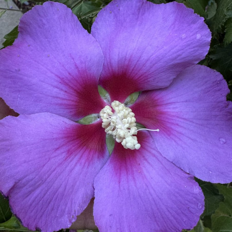 Hibiscus Hibisa® Parma