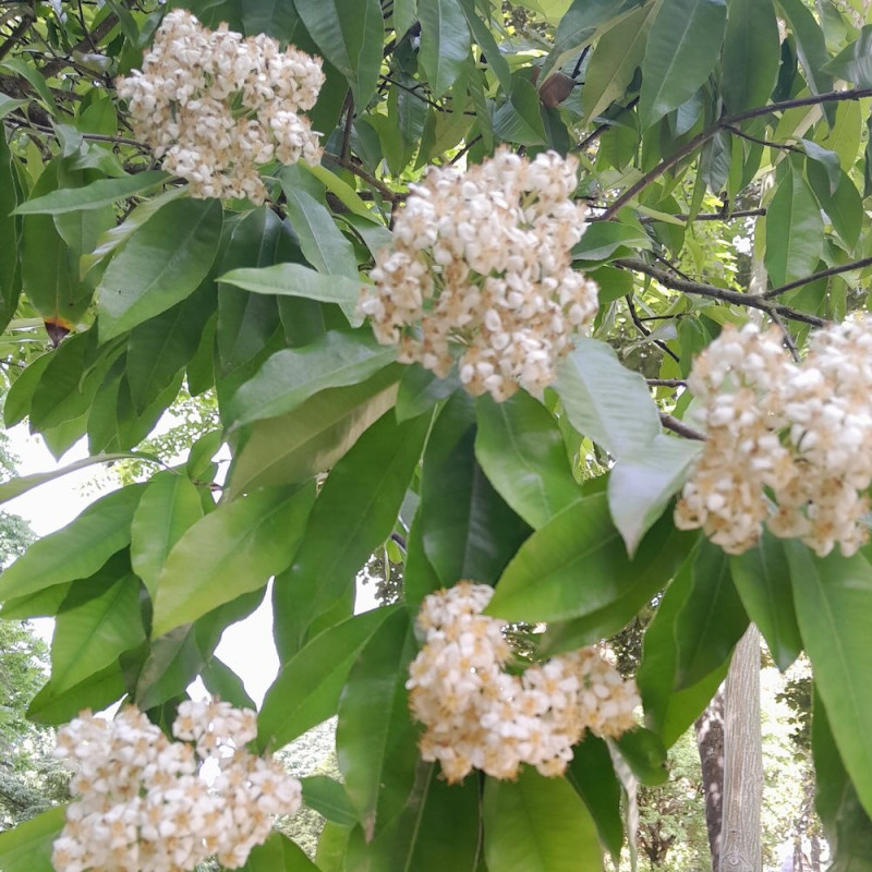 Stranvaesia nussia, Photinia nussia, Aubépine glauque Stranvaesia nussia, Photinia nussia, Aubépine glauque