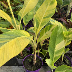 Musa Papua yellow variegata