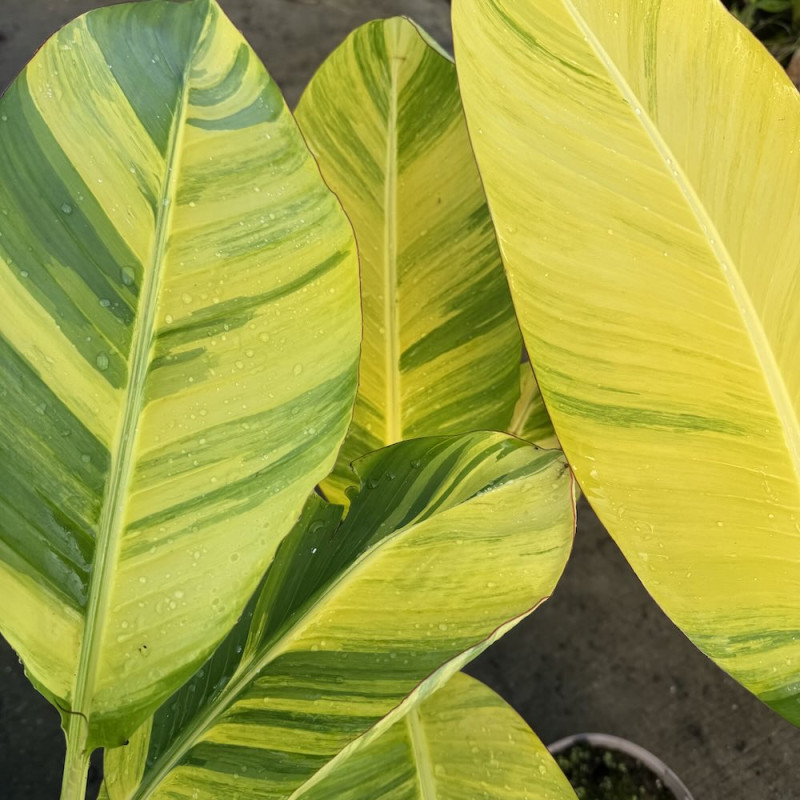 Musa Papua yellow variegata Musa Papua yellow variegata