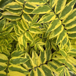 Polemonium Golden Feathers