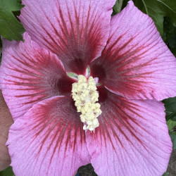 Hibiscus Hibisa® Rosada