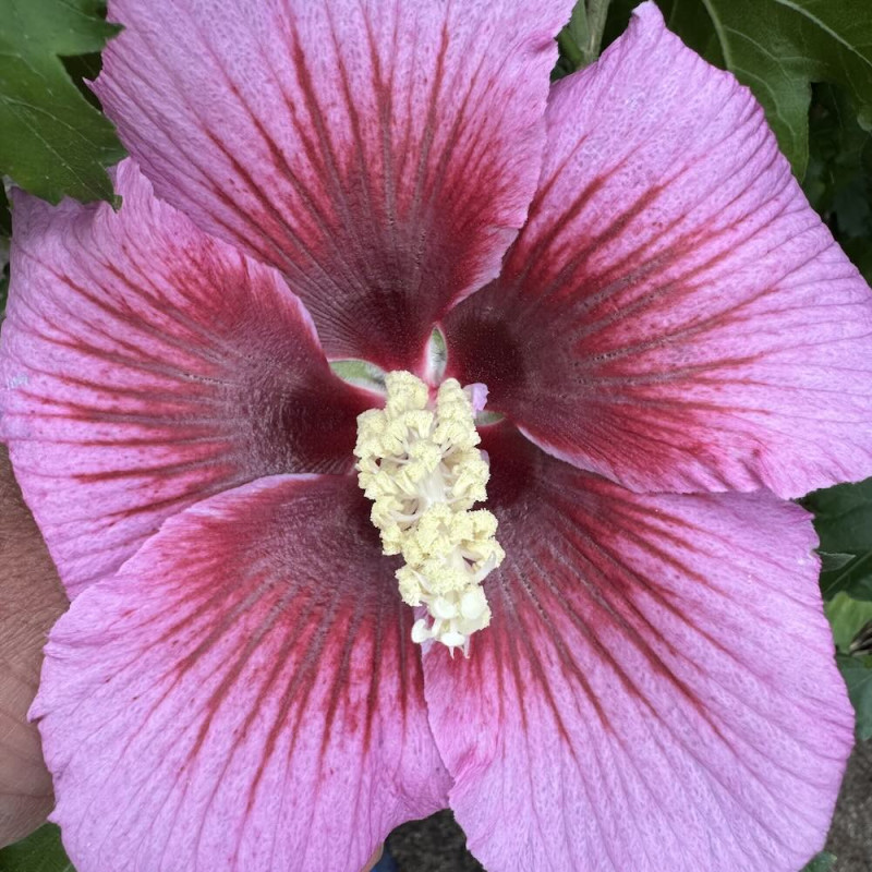 Hibiscus Hibisa® Rosada Hibiscus Hibisa® Rosada