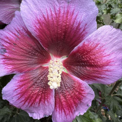 Hibiscus Hibisa® Cocktail
