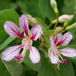 Bauhinia yunnanensis, liane-orchidée