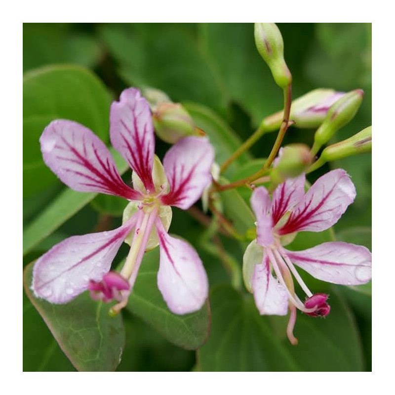 Bauhinia yunnanensis, liane-orchidée Bauhinia yunnanensis, liane-orchidée
