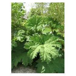 Gunnera manicata